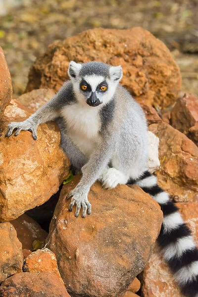 Madagascar, Berenty, Berenty Reserve. Ring-tailed lemur sitting on some rocks