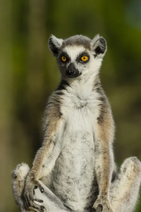 Framed Print : Madagascar, Berenty, Berenty Reserve. Ring-tailed lemur Framed Print : Madagascar, Berenty, Berenty Reserve. Ring-tailed lemur