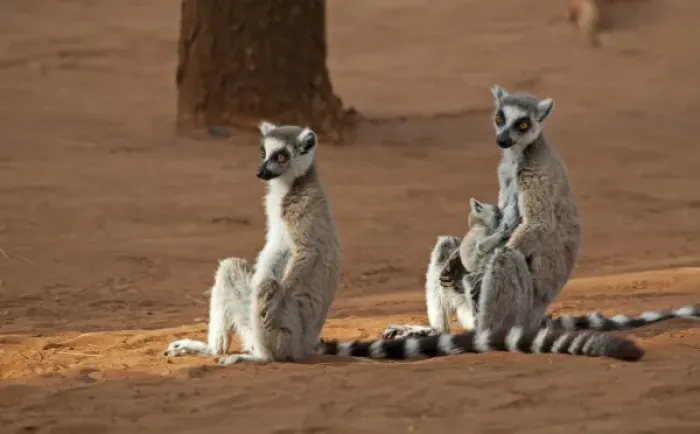 Framed Print : Madagascar, Berenty Lemur Reserve. Ring-tailed Lemurs (Lemur catta) with baby