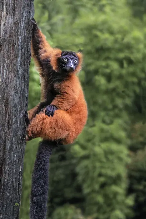 Framed Print : Madagascar. Close-up of red-ruffed lemur on tree Framed Print : Madagascar. Close-up of red-ruffed lemur on tree