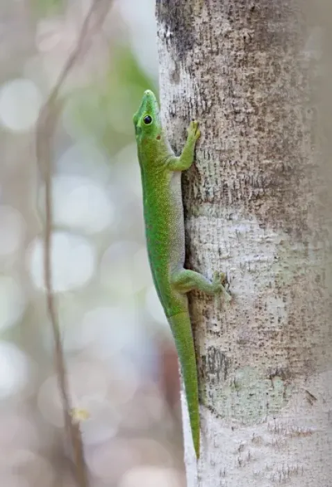 Framed Print : Madagascar. A Day Gecko. There are about 25 species of Day Geckos (genus Phelsuma) in Madagascar Framed Print : Madagascar. A Day Gecko. There are about 25 species of Day Geckos (genus Phelsuma) in Madagascar