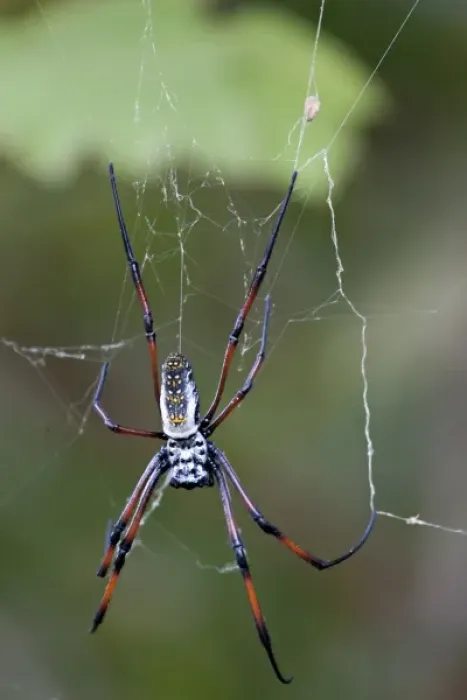 Framed Print : Madagascar. Madagascar Golden Web Spider (Nephila madagascariensis). Famous for silk Framed Print : Madagascar. Madagascar Golden Web Spider (Nephila madagascariensis). Famous for silk