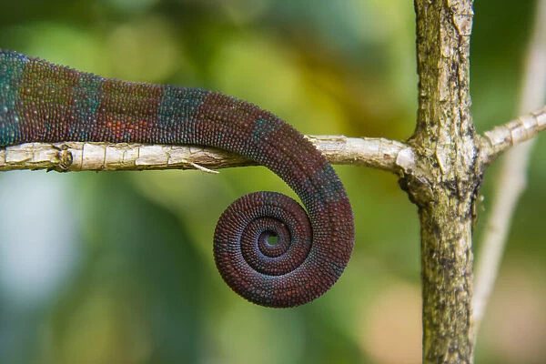 Madagascar, Marozevo, Peyrieras Reptile Farm. Parsons chameleon