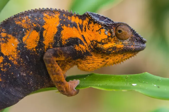Framed Print : Madagascar, Marozevo. Peyrieras Reptile Farm, panther chameleon. Female of the species Framed Print : Madagascar, Marozevo. Peyrieras Reptile Farm, panther chameleon. Female of the species