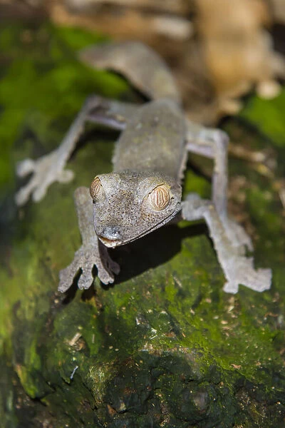 Madagascar, Marozevo, Peyrieras Reptile Farm. Common leaf-tailed gecko Uroplatus
