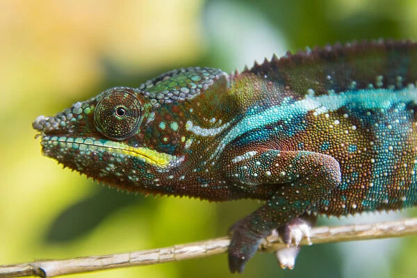 Madagascar, Marozevo. Peyrieras Reptile Farm, panther chameleon