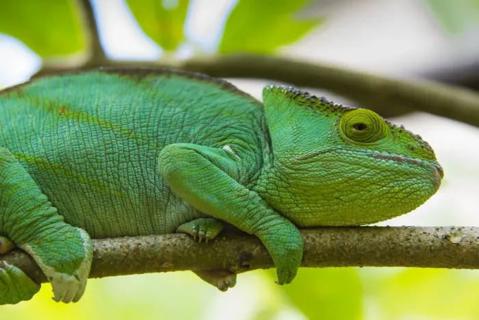 Framed Print : Madagascar, Marozevo, Peyrieras Reptile Farm. Parsons chameleon