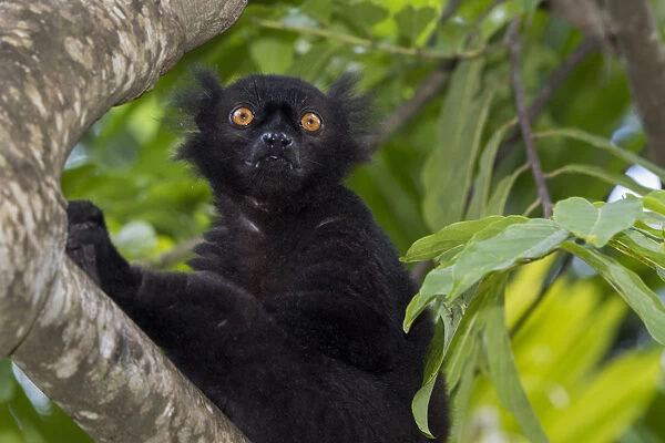 Madagascar, Nosy Be (Big Island) off the northwest coast of mainland Madagascar. Wild black lemur