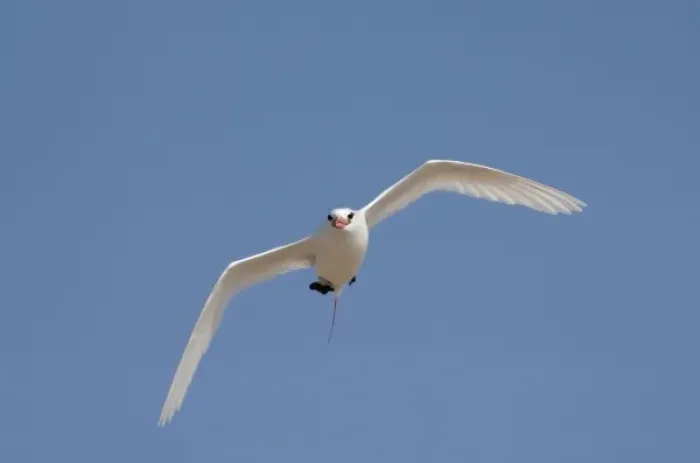 Framed Print : Madagascar, Nosy Ve. Red-tailed Tropicbird (Phaethon rubricauda) in flight Framed Print : Madagascar, Nosy Ve. Red-tailed Tropicbird (Phaethon rubricauda) in flight