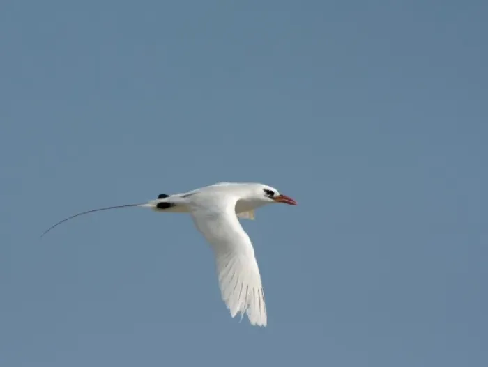 Framed Print : Madagascar, Nosy Ve. Red-tailed Tropicbird (Phaethon rubricauda) in flight Framed Print : Madagascar, Nosy Ve. Red-tailed Tropicbird (Phaethon rubricauda) in flight
