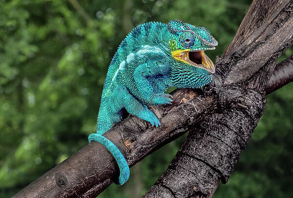 Madagascar. Panther chameleon on tree limb