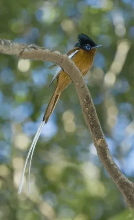 Framed Print : Madagascar Paradise-Flycatcher, (Terpsiphone mutata), Male, Ankarafantsika National Park Framed Print : Madagascar Paradise-Flycatcher, (Terpsiphone mutata), Male, Ankarafantsika National Park