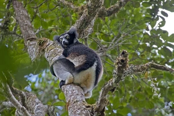 Madagascar, Perinet Forest. An Indri (Indri indri), the largest of the lemurs