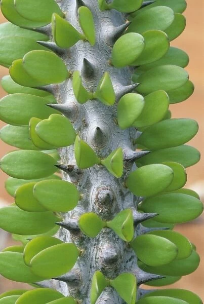 Madagascar, southwest area Dry Spiny Forest, (Alluaudia procera) cactus like tree