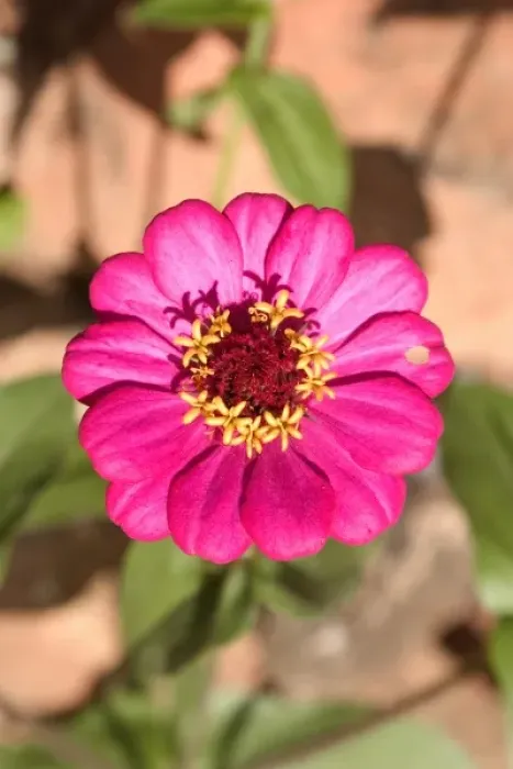 Framed Print : Madagascar, Zinnia Framed Print : Madagascar, Zinnia