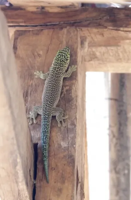 Framed Print : Madagascar, Zombitsy Forest. Standings Day Gecko (Phelsuma standing), rare