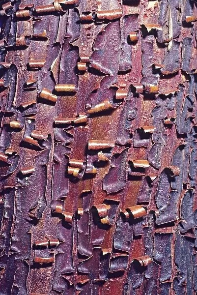 Madrone tree bark close-up