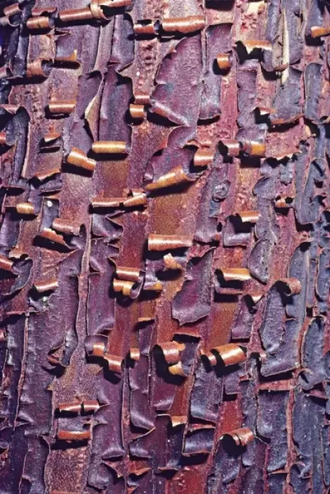 Framed Print : Madrone tree bark close-up