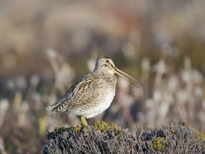 Framed Print : Magellan Snipe (Gallinago magellanica), taxonomy under dispute