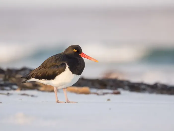 Framed Print : Magellanic Oystercatcher, Falkland Islands, Sea Lion Island Framed Print : Magellanic Oystercatcher, Falkland Islands, Sea Lion Island
