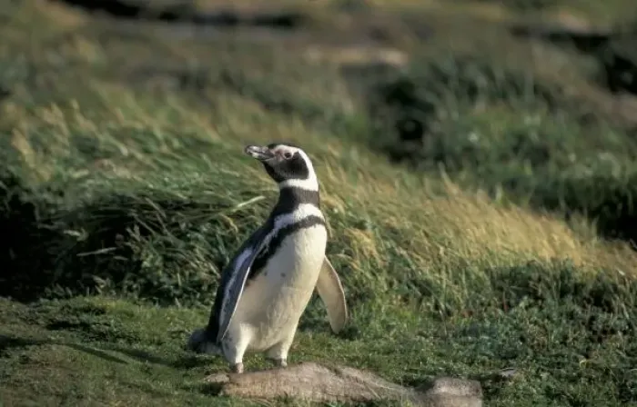 Framed Print : Magellanic Penguin Framed Print : Magellanic Penguin