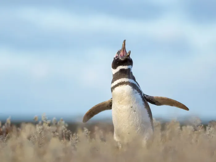 Framed Print : Magellanic Penguin, Falkland Islands