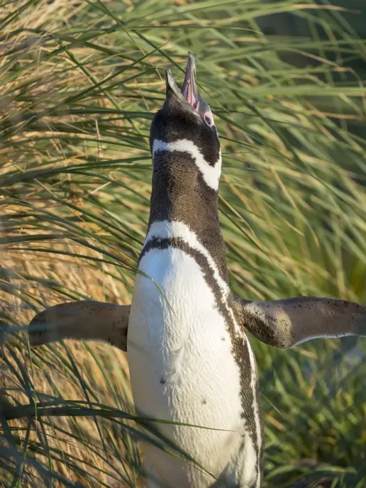 Framed Print : Magellanic Penguin, Falkland Islands Framed Print : Magellanic Penguin, Falkland Islands
