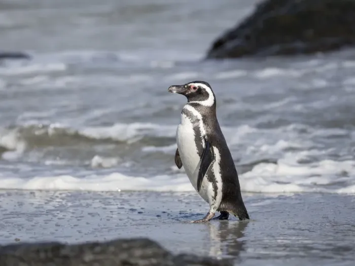 Framed Print : Magellanic Penguin, Falkland Islands