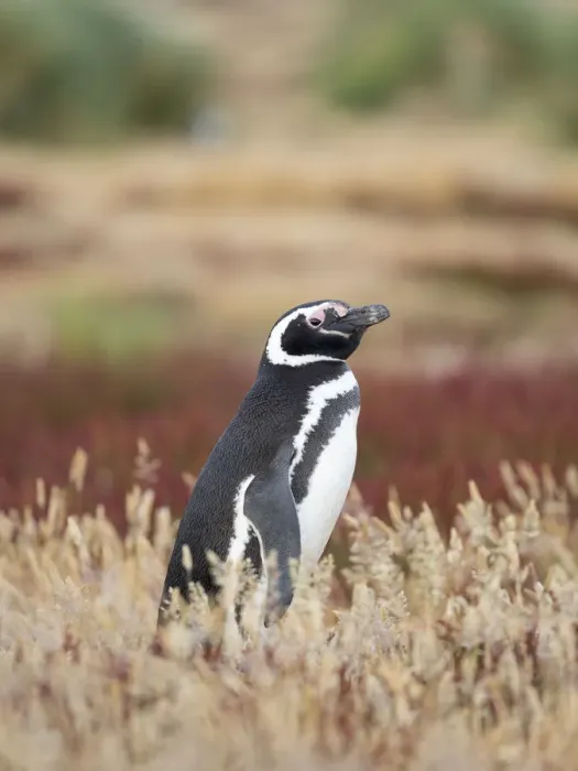Framed Print : Magellanic Penguin, Falkland Islands Framed Print : Magellanic Penguin, Falkland Islands