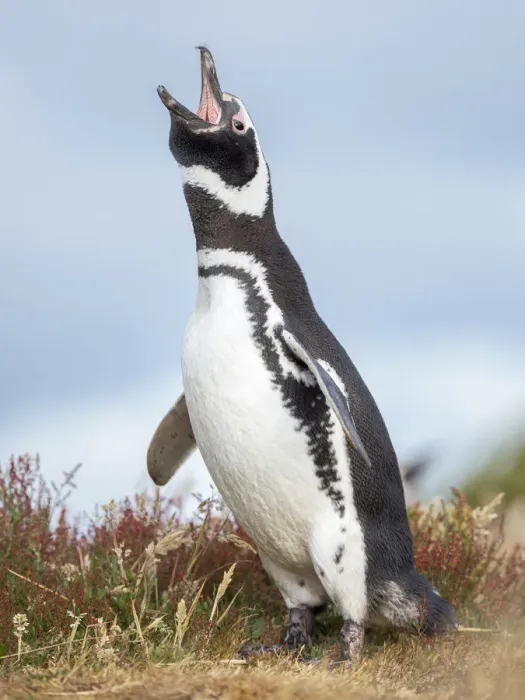 Framed Print : Magellanic Penguin, Falkland Islands Framed Print : Magellanic Penguin, Falkland Islands