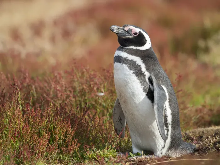 Framed Print : Magellanic Penguin, Falkland Islands Framed Print : Magellanic Penguin, Falkland Islands