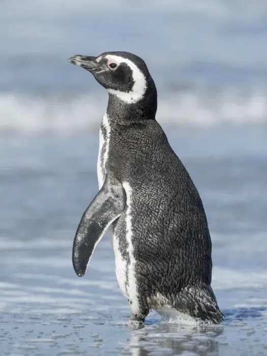 Framed Print : Magellanic Penguin, Falkland Islands Framed Print : Magellanic Penguin, Falkland Islands