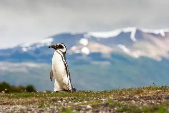 Framed Print : Magellanic Penguin with mountainous background