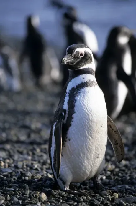 Framed Print : Magellanic penguin, Patagonia, Chile Framed Print : Magellanic penguin, Patagonia, Chile
