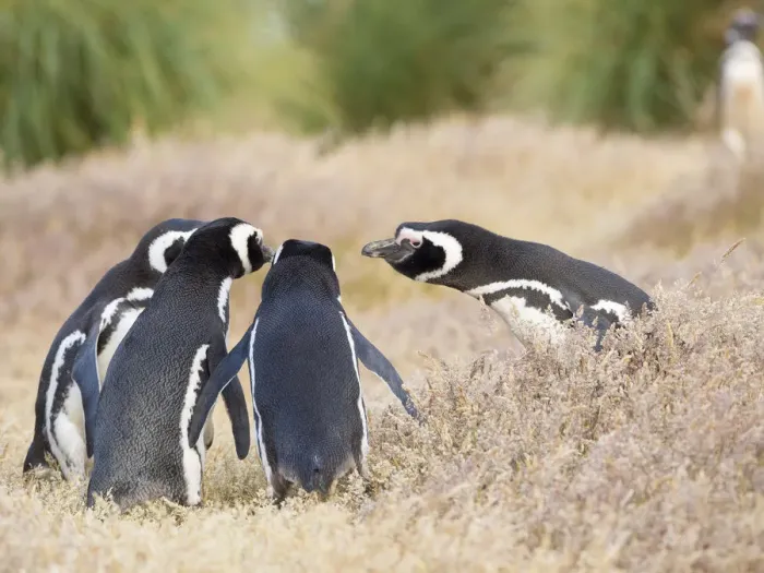 Framed Print : Magellanic Penguin social interaction and behavior in a group, Falkland Islands Framed Print : Magellanic Penguin social interaction and behavior in a group, Falkland Islands