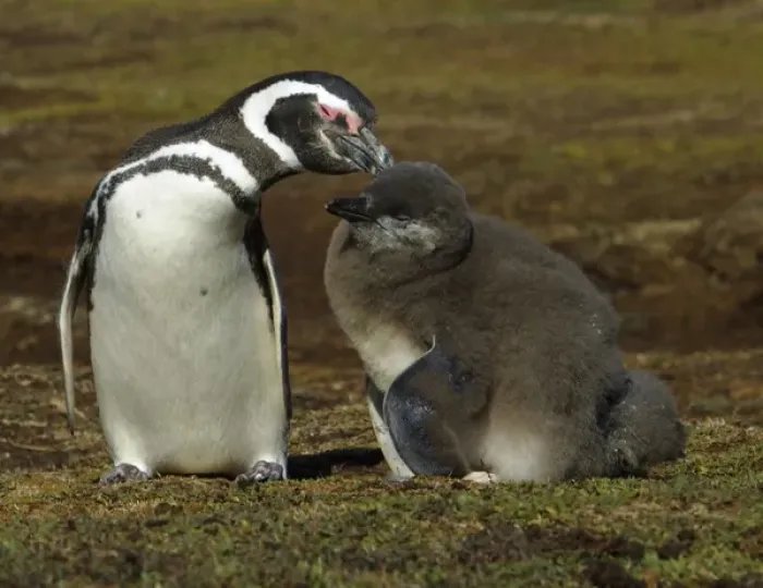 Framed Print : Magellanic Penguin, Spheniscus magellanicus, preening its large chick on the Falkland Islands