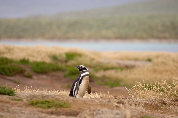 magellanic penguin, Spheniscus magellanicus, guarding its burrow, Falkland Islands