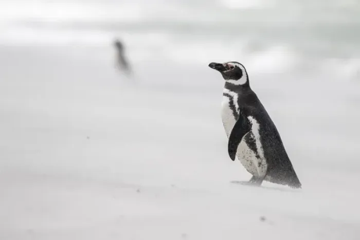 Framed Print : Magellanic Penguin (Spheniscus magellanicus), on beach. South America, Falkland Islands Framed Print : Magellanic Penguin (Spheniscus magellanicus), on beach. South America, Falkland Islands