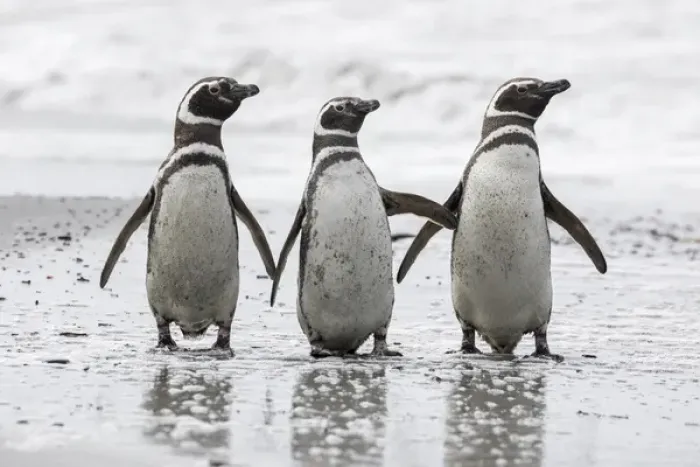 Framed Print : Magellanic Penguin (Spheniscus magellanicus), on beach. South America, Falkland Islands