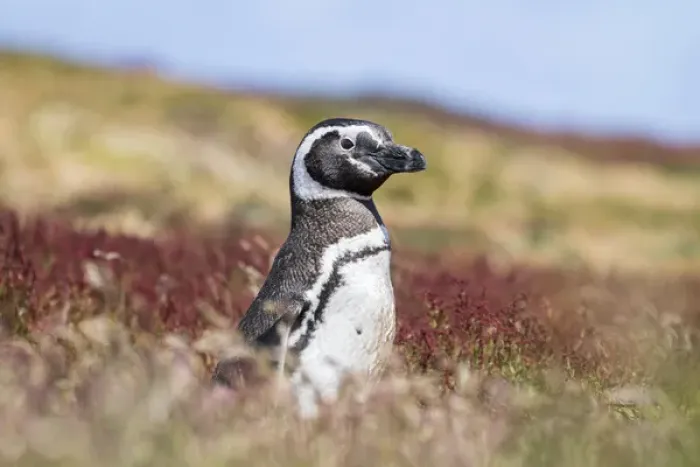 Framed Print : Magellanic Penguin (Spheniscus magellanicus), portrait at burrow. South America Framed Print : Magellanic Penguin (Spheniscus magellanicus), portrait at burrow. South America