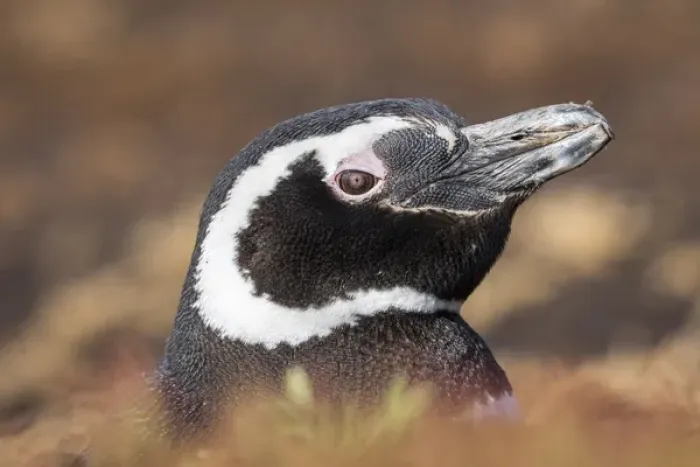 Framed Print : Magellanic Penguin (Spheniscus magellanicus), portrait at burrow. South America