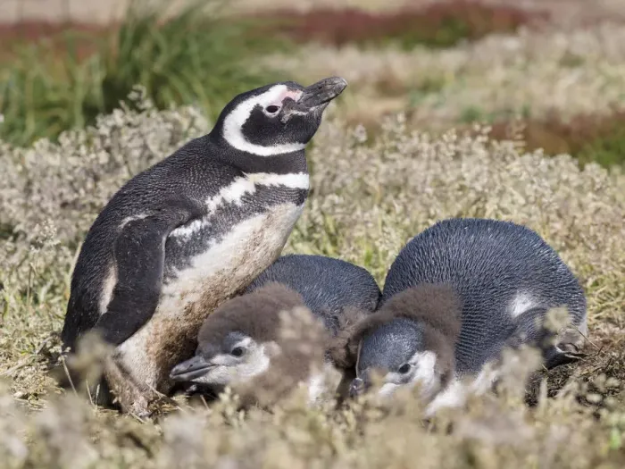 Framed Print : Magellanic Penguin (Spheniscus magellanicus), at burrow with half grown chicks. South America Framed Print : Magellanic Penguin (Spheniscus magellanicus), at burrow with half grown chicks. South America