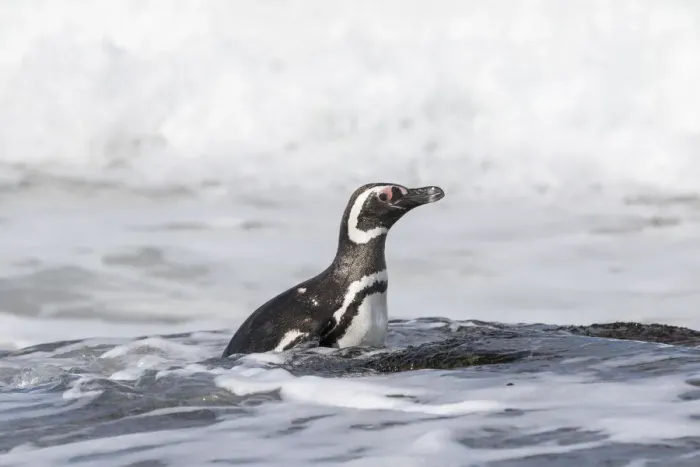 Framed Print : Magellanic Penguin (Spheniscus magellanicus), on beach leaving the ocean. South America
