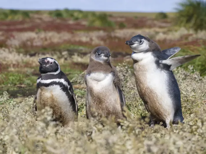 Framed Print : Magellanic Penguin (Spheniscus magellanicus), at burrow with half grown chicks. South America