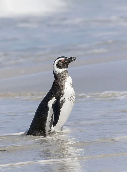 Magellanic Penguin (Spheniscus magellanicus), on beach leaving the ocean. South America