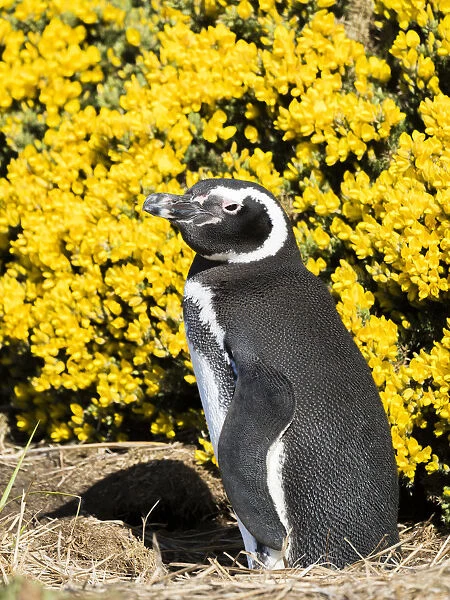 Magellanic Penguin (Spheniscus magellanicus) at burrow in front of yellow flowering gorse