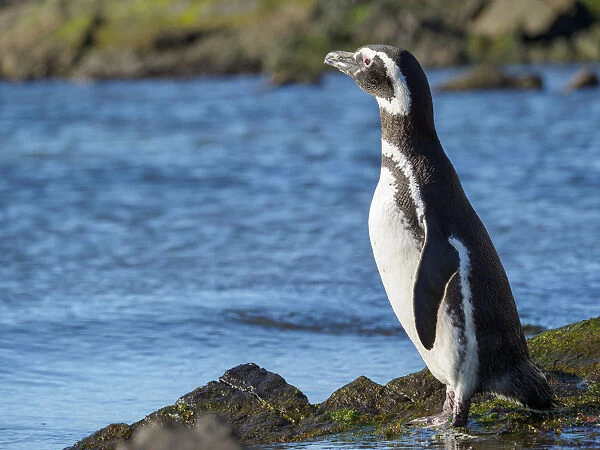 Magellanic Penguin (Spheniscus magellanicus) at rocky shore