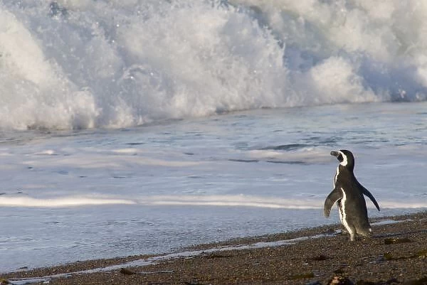 Magellanic Penguin, spheniscus magellanicus, (Jackass Penguin) on the beach and ready