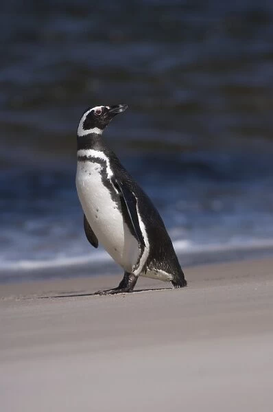 magellanic penguin, Spheniscus magellanicus, along a beach on the Falkland Islands