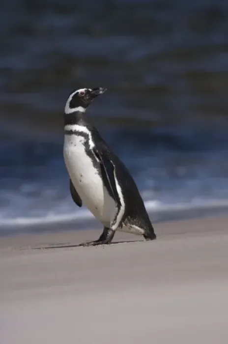 Framed Print : magellanic penguin, Spheniscus magellanicus, along a beach on the Falkland Islands